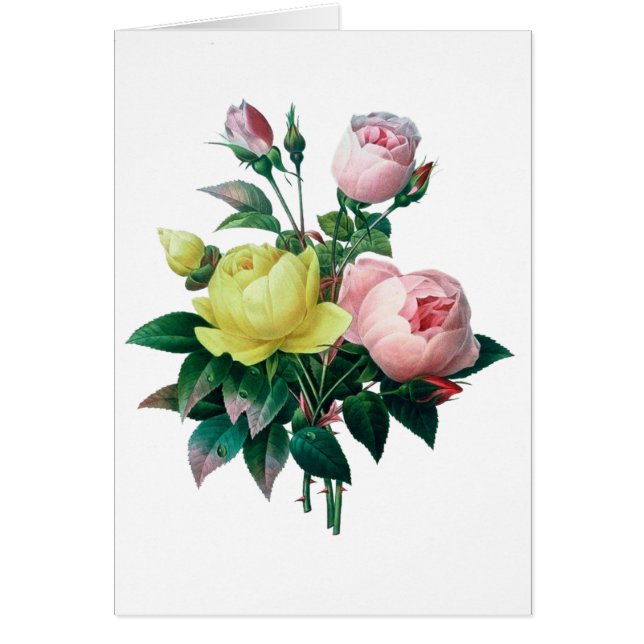 hermoso ilustracion botánico vintage, rosa (Frente)