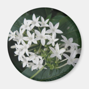 Hermoso imán de flores tropicales blancas