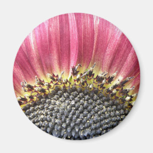Hermoso imán de girasol rosado