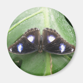 Hermoso imán de mariposa con manchas azul