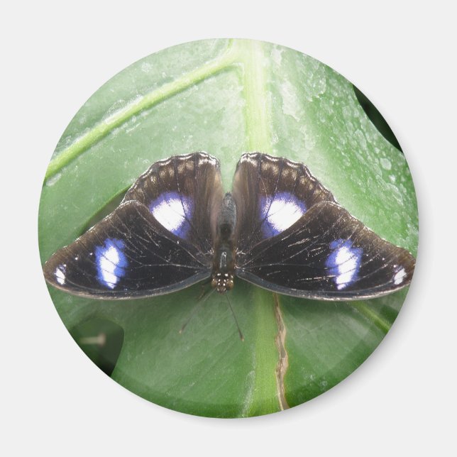 Hermoso imán de mariposa con manchas azul (Frente)