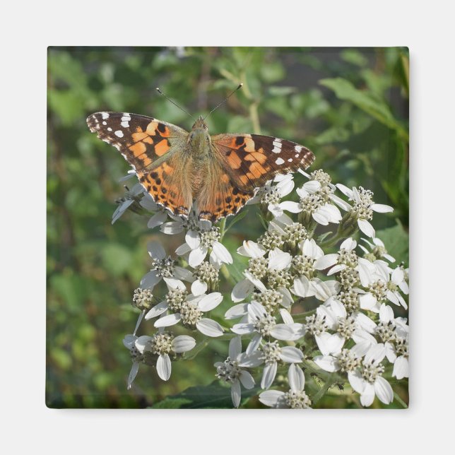 Hermoso imán de mariposa naranja y flores blancas (Frente)