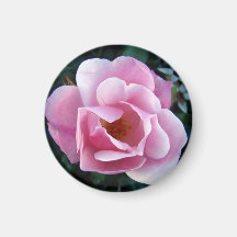 Hermoso imán de rosa rosa