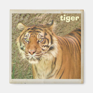 ¡Hermoso imán de tigre!