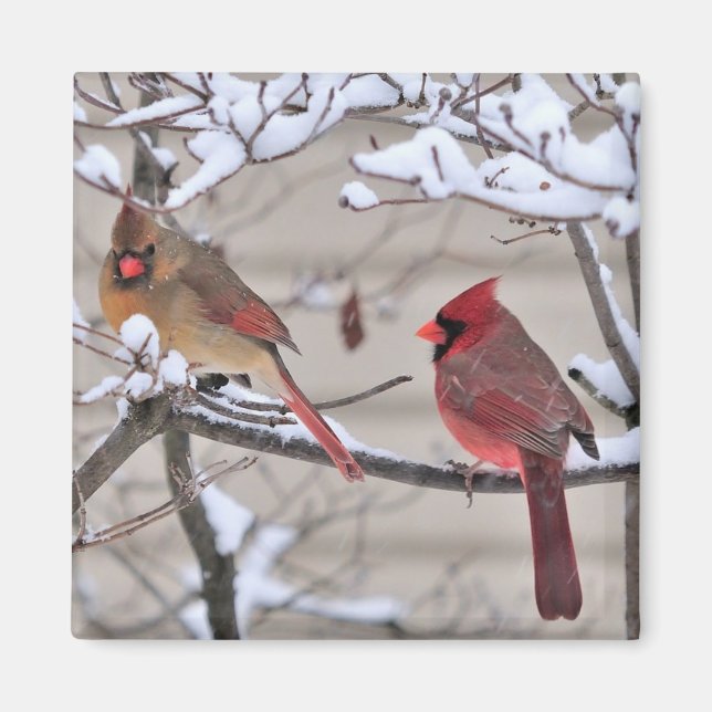 Hermoso imán muestra cardenales rojos en la nieve (Frente)