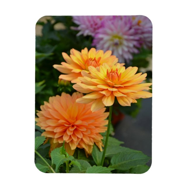 Hermoso imán naranja dahlia florido (Vertical)