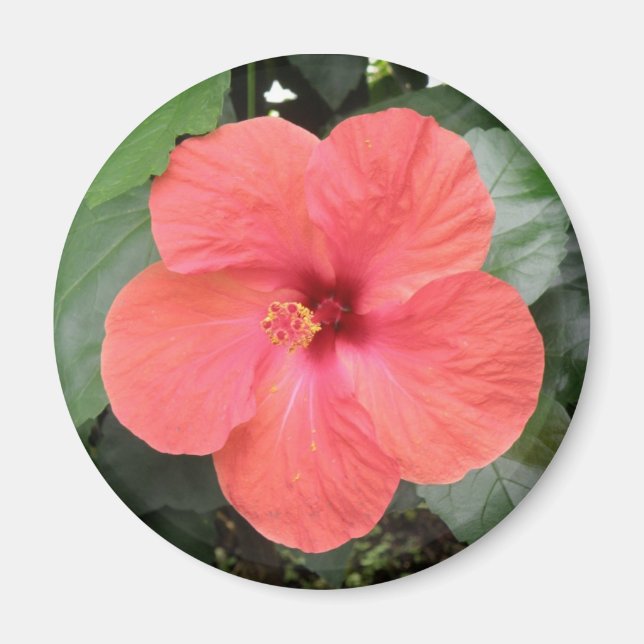Hermoso imán Naranja Hibiscus Flower (Frente)