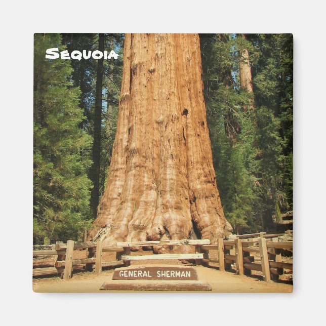 ¡Hermoso Imán Sequoia! (Frente)
