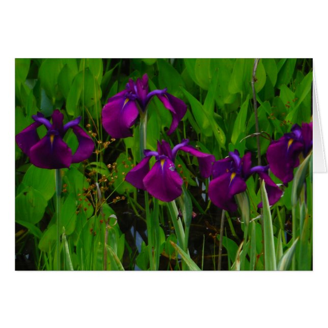 Hermoso Iris Morado (Anverso (Horizontal))