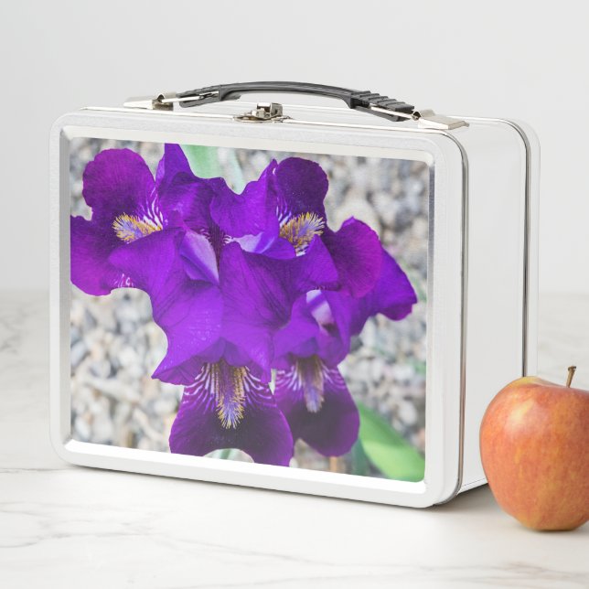 Hermoso iris morado (In situ)