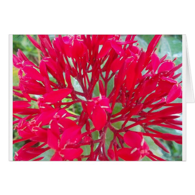 Hermoso Kaleidoscope de la colorida hierba de lech (Anverso (Horizontal))