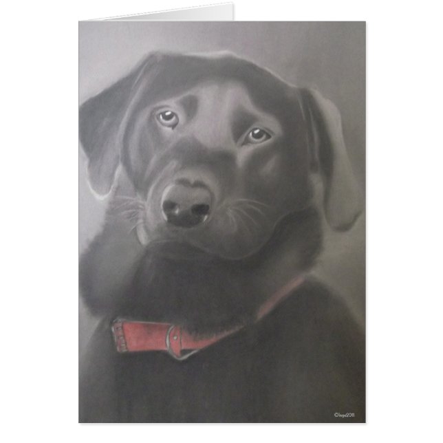 Hermoso labrador (Frente)