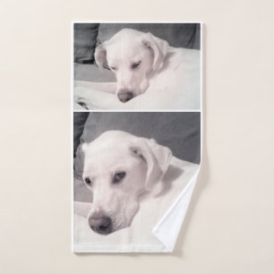 Hermoso Labrador Blanco Regal Mezcla Perro Gris Ma