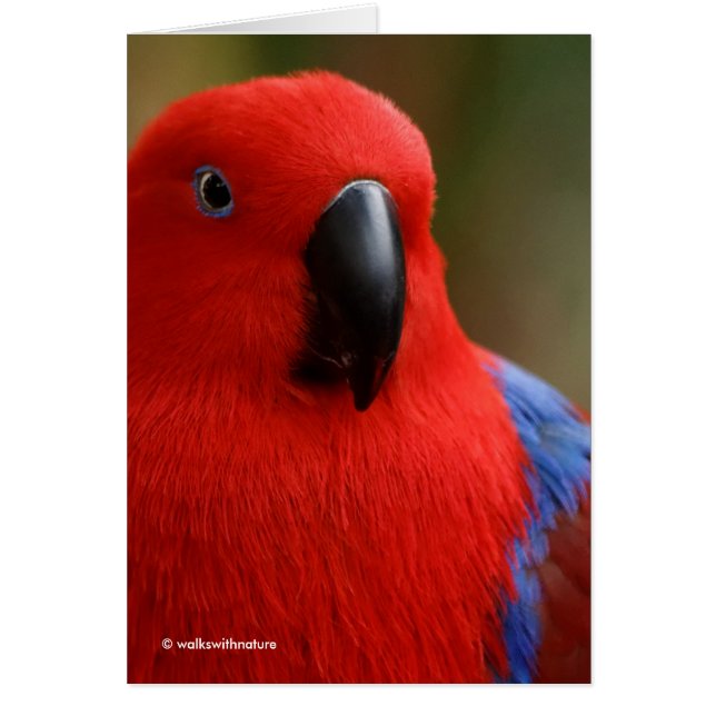 Hermoso "Lady in Red" Eclectus Parrot (Frente)