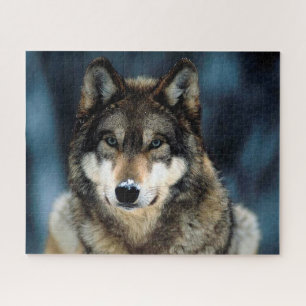Hermoso lobo en invierno, rompecabezas de jigsaw