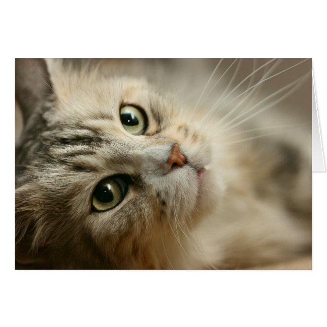 Hermoso Maine Coon (Anverso (Horizontal))