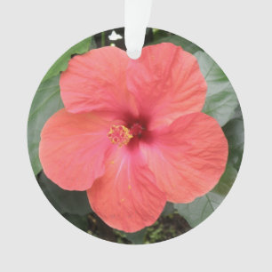 Hermoso Naranja Hibiscus Flor Ornamento acrílico