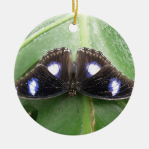 Hermoso ornamento de mariposa con manchas azules