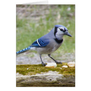 Hermoso pájaro de Jay azul