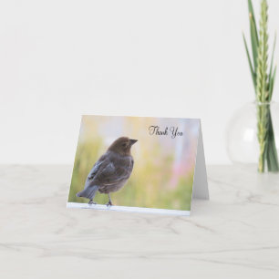 Hermoso Pájaro - Tarjeta de agradecimiento en blan
