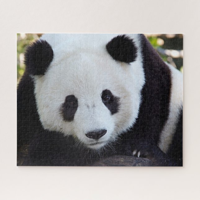 Hermoso Panda gigante, rompecabezas de Jigsaw (Horizontal)