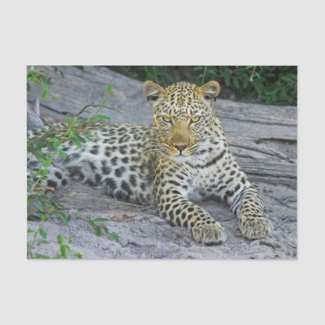 hermoso papel de tejido leopardo (Anverso)