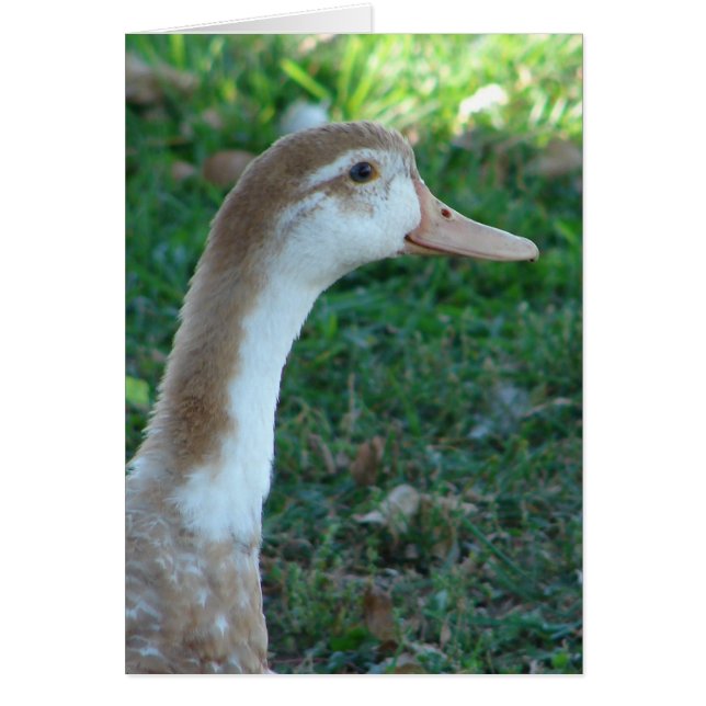 Hermoso pato de mula (Frente)