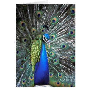 Hermoso pavo real desplegando plumas coloridas