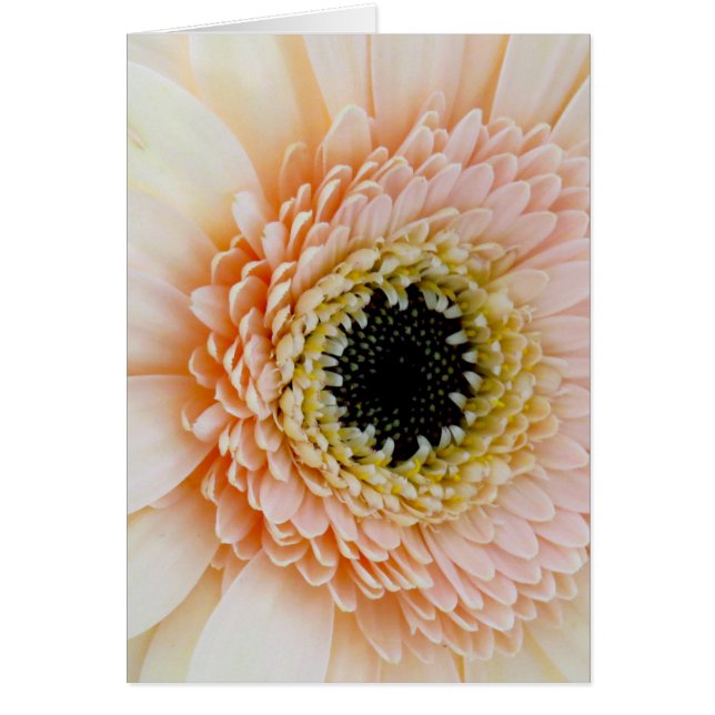 Hermoso Peach/Cream Gerber (Frente)