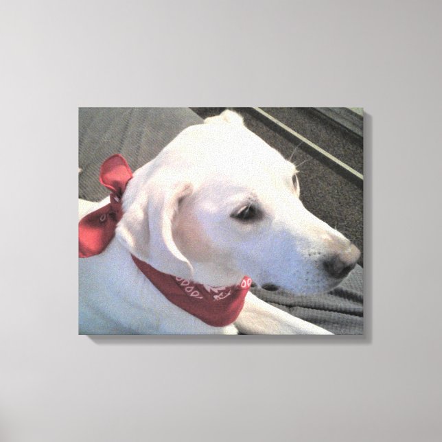 Hermoso Perro Blanco Con Lienzo Rojo (Anverso)