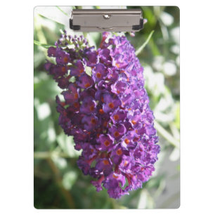 Hermoso portapapeles de flores moradas de Buddleia