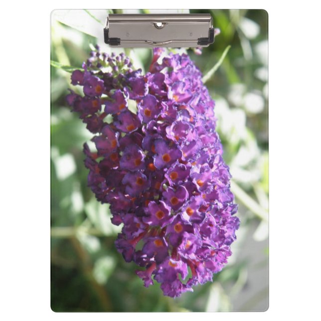Hermoso portapapeles de flores moradas de Buddleia (Anverso)