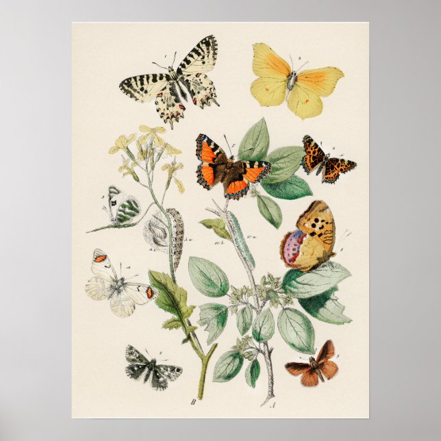 Hermoso Póster de Impresión de Mariposa de la Natu (Frente)