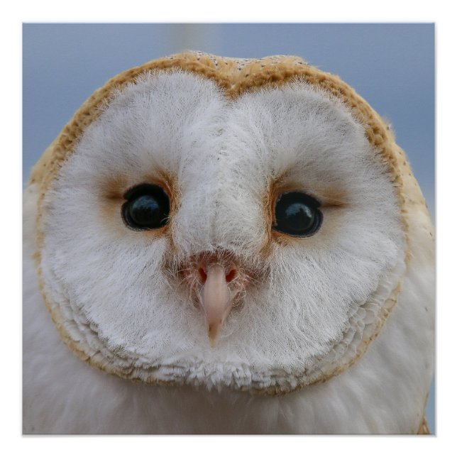 Hermoso Poster de la cara de búho (Anverso)