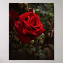 hermoso Póster de Rosas