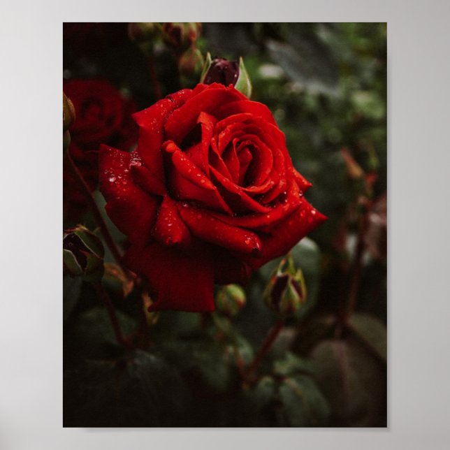 hermoso Póster de Rosas (Frente)