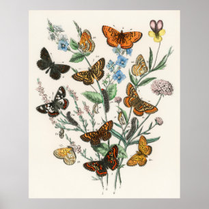 Hermoso poster mariposa - Arte de época