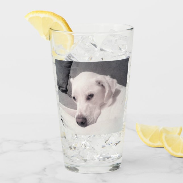 Hermoso Regal Blanco Labrador Mezcla de Perro Gris (Anverso (hielo))