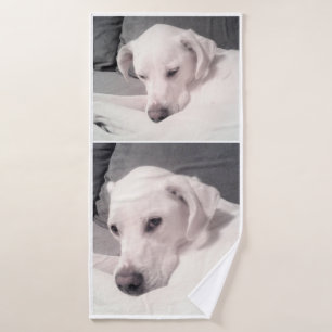Hermoso Regal Blanco Labrador Mezcla Perro Gris Ba