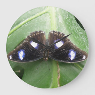 Hermoso reloj de pared de mariposa con manchas azu