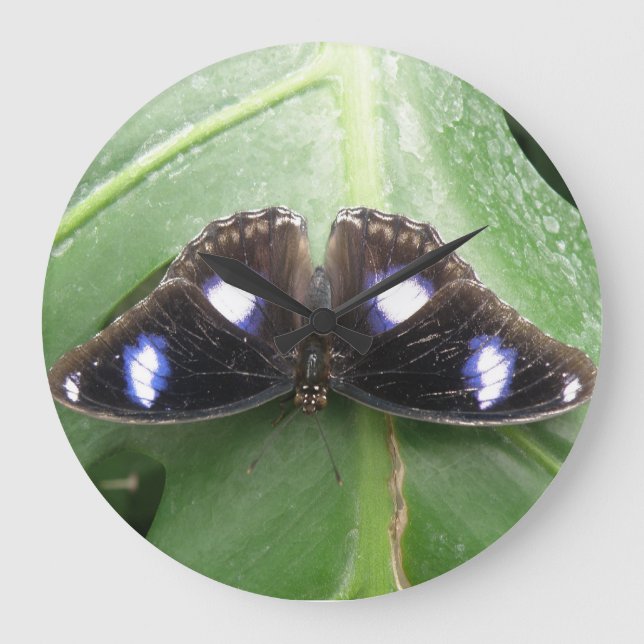 Hermoso reloj de pared de mariposa con manchas azu (Anverso)