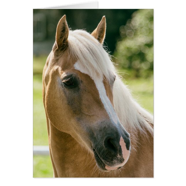 Hermoso retrato de caballo haflinger (Frente)