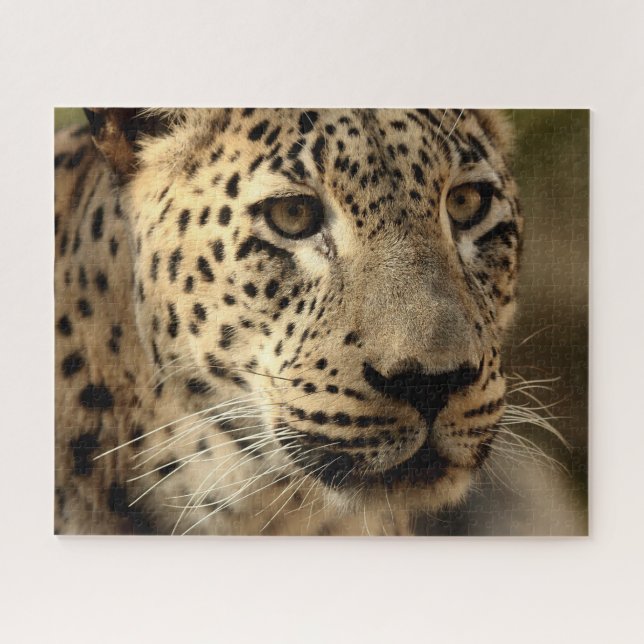 Hermoso retrato de leopardo, rompecabezas (Horizontal)