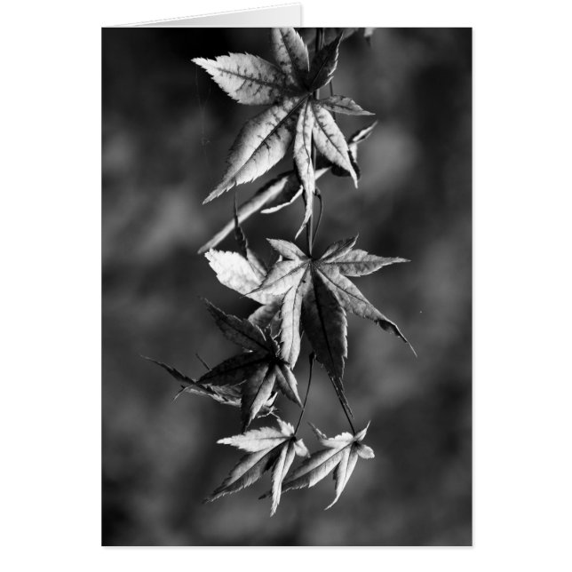 Hermoso retrato japonés de hojas de arce en blanco (Frente)