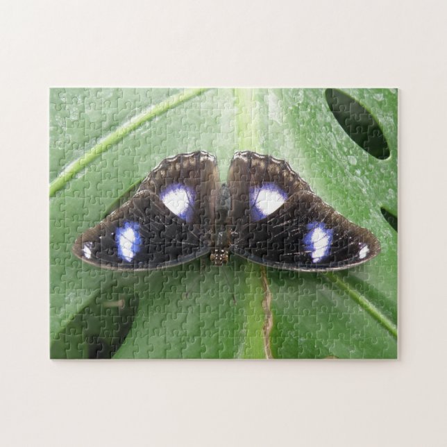 Hermoso rompecabezas de mariposa con manchas azule (Horizontal)