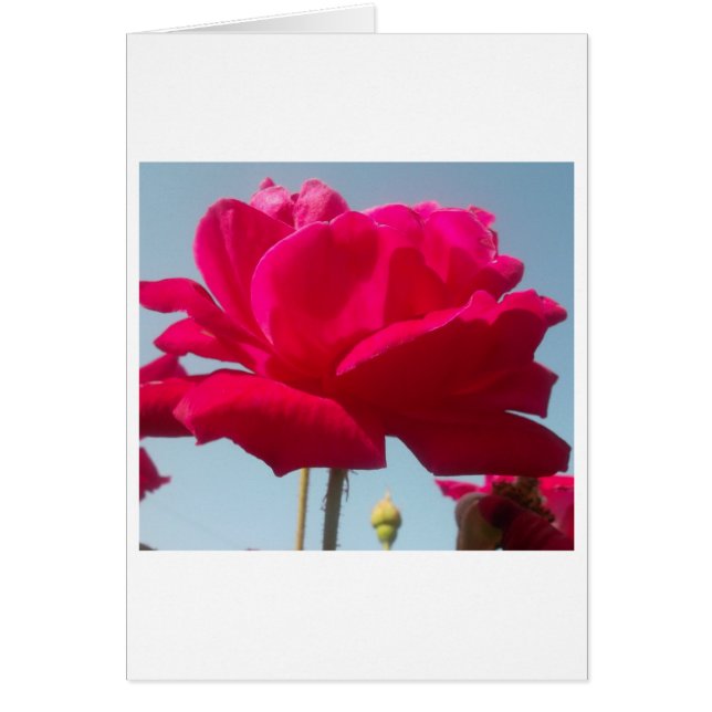 Hermoso Rosa de Hakuna Matata para la novia (Frente)