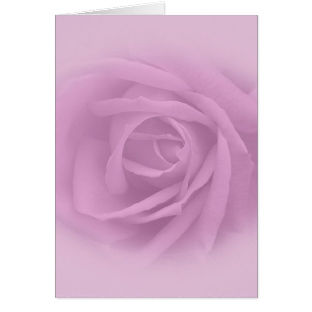 Hermoso Rosa Lilac (Frente)