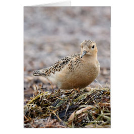 Hermoso Sandpiper de pecho en la playa
