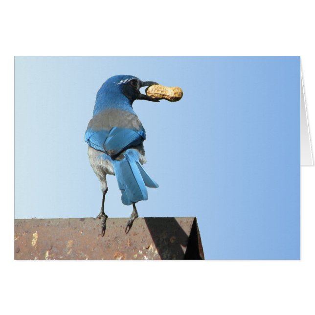 Hermoso Scrub Jay Bird (Anverso (Horizontal))