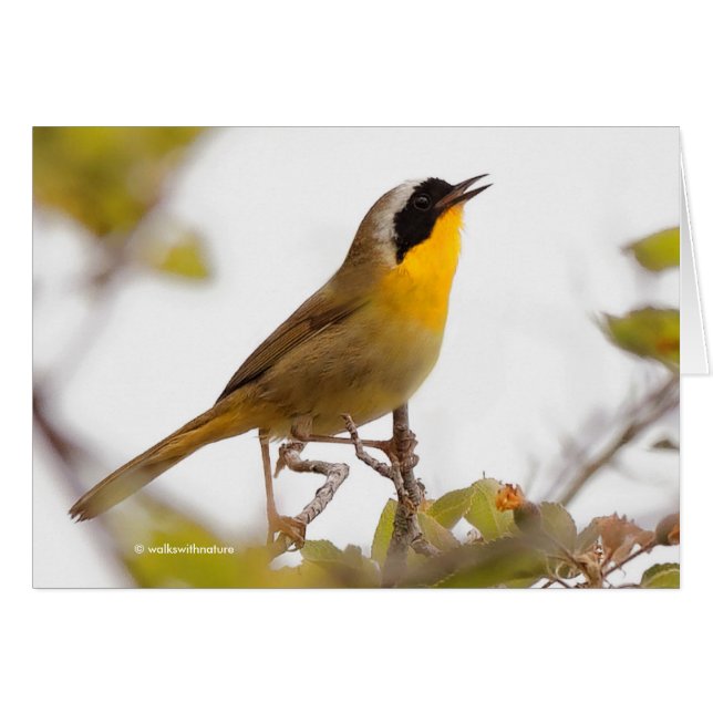 Hermoso Songbird de garganta amarilla común (Anverso (Horizontal))